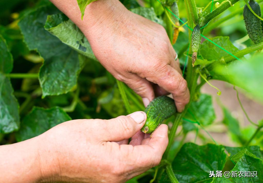 青瓜怎样种植技术_种植青瓜技术与管理_种植青瓜技术视频