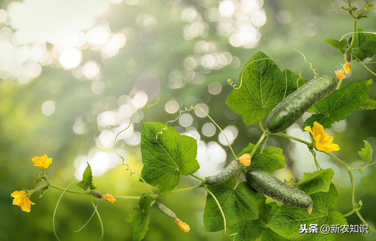 种植青瓜技术视频_青瓜怎样种植技术_种植青瓜技术与管理