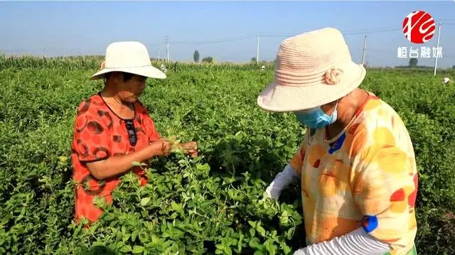 淄博种植基地_淄博农村种植致富_淄博主要种植什么作物