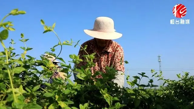 淄博种植基地_淄博主要种植什么作物_淄博农村种植致富