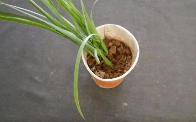 阳台韭菜种植技术_阳台韭菜种植技术视频_阳台韭菜种植方法