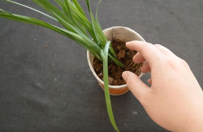 阳台韭菜种植技术视频_阳台韭菜种植技术_阳台韭菜种植方法