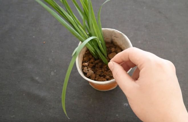 阳台韭菜种植方法_阳台韭菜种植技术_阳台韭菜种植技术视频