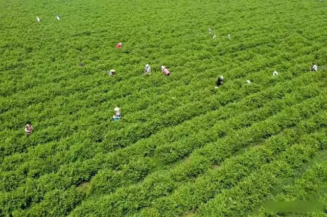 淄博适合种植什么药材_淄博农村种植致富_山东淄博种植什么农作物