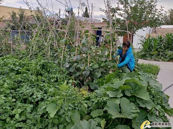 种菠菜挣钱吗_种菠菜骗局_致富经返乡大学生种菠菜