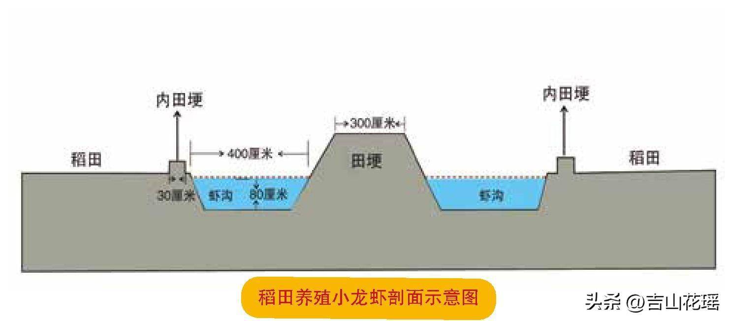 立体小龙虾养殖技术_立体养殖模式的优势_立体式养殖