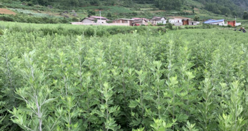 黄骅主要种植什么_黄骅种植致富_黄骅种猪场