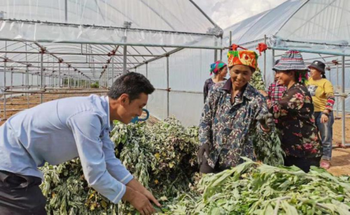 黄骅主要种植什么_黄骅种植致富_黄骅种猪场