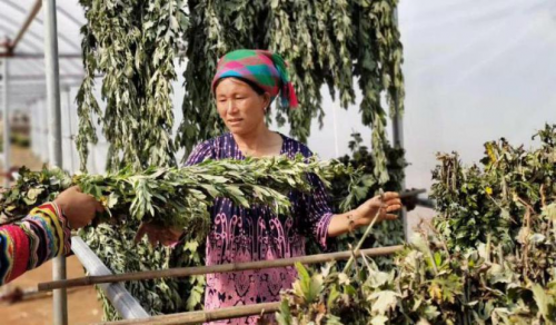 黄骅主要种植什么_黄骅种猪场_黄骅种植致富