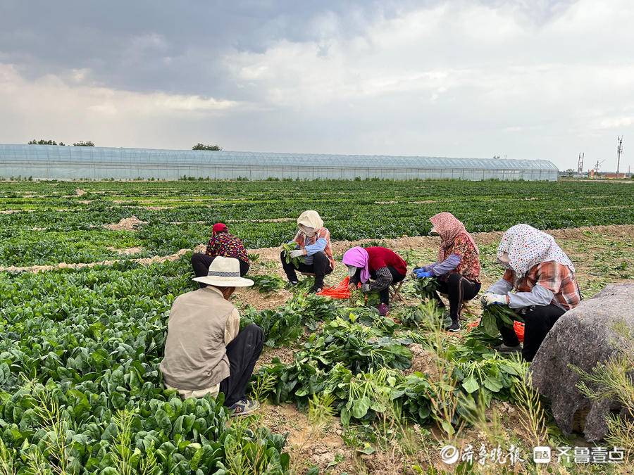 垦利区董集镇杨庙社区：菠菜连茬收 致富辟新路