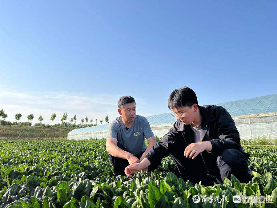 致富经返乡大学生种菠菜_农民种菠菜_种菠菜骗局