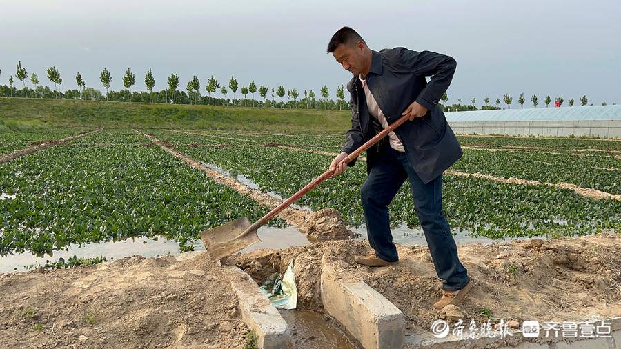 致富经返乡大学生种菠菜_农民种菠菜_种菠菜骗局