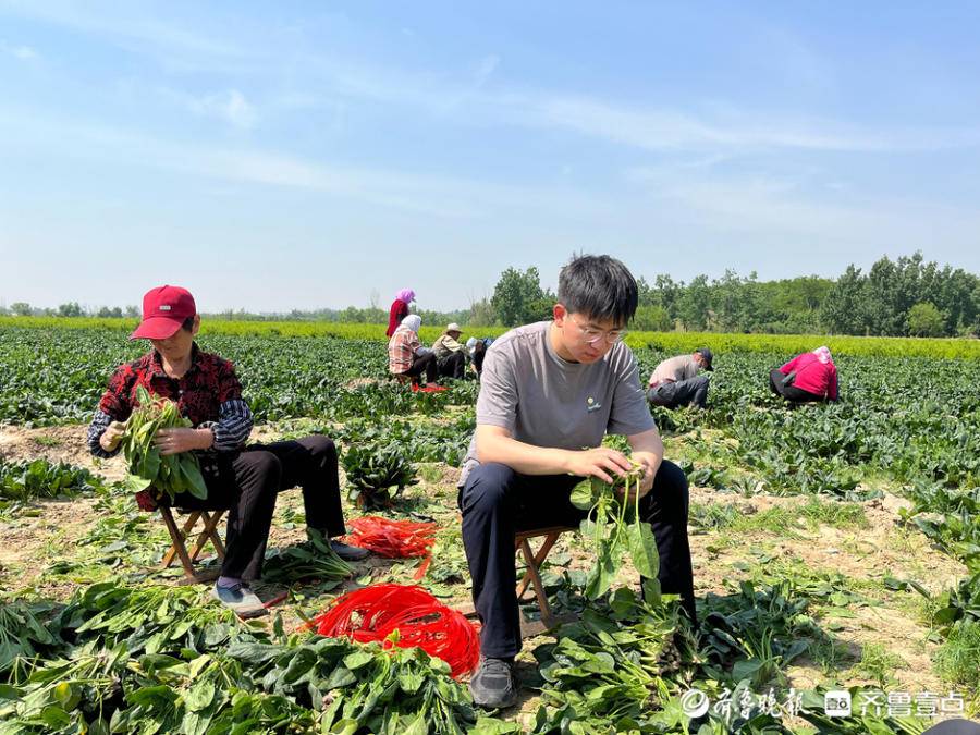 农民种菠菜_种菠菜骗局_致富经返乡大学生种菠菜