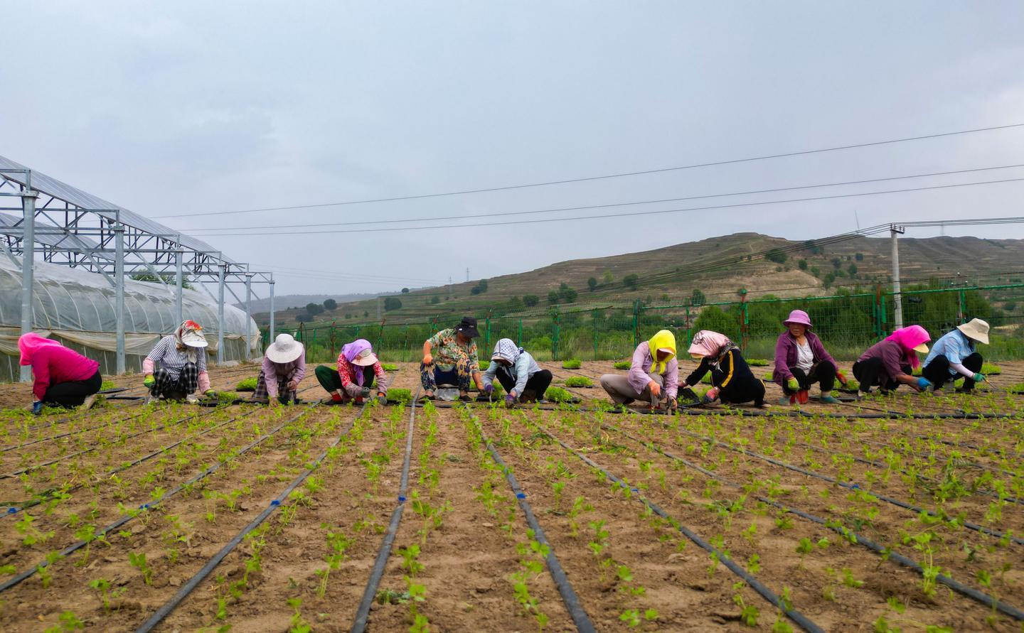 种菠菜骗局_致富经返乡大学生种菠菜_农民种菠菜