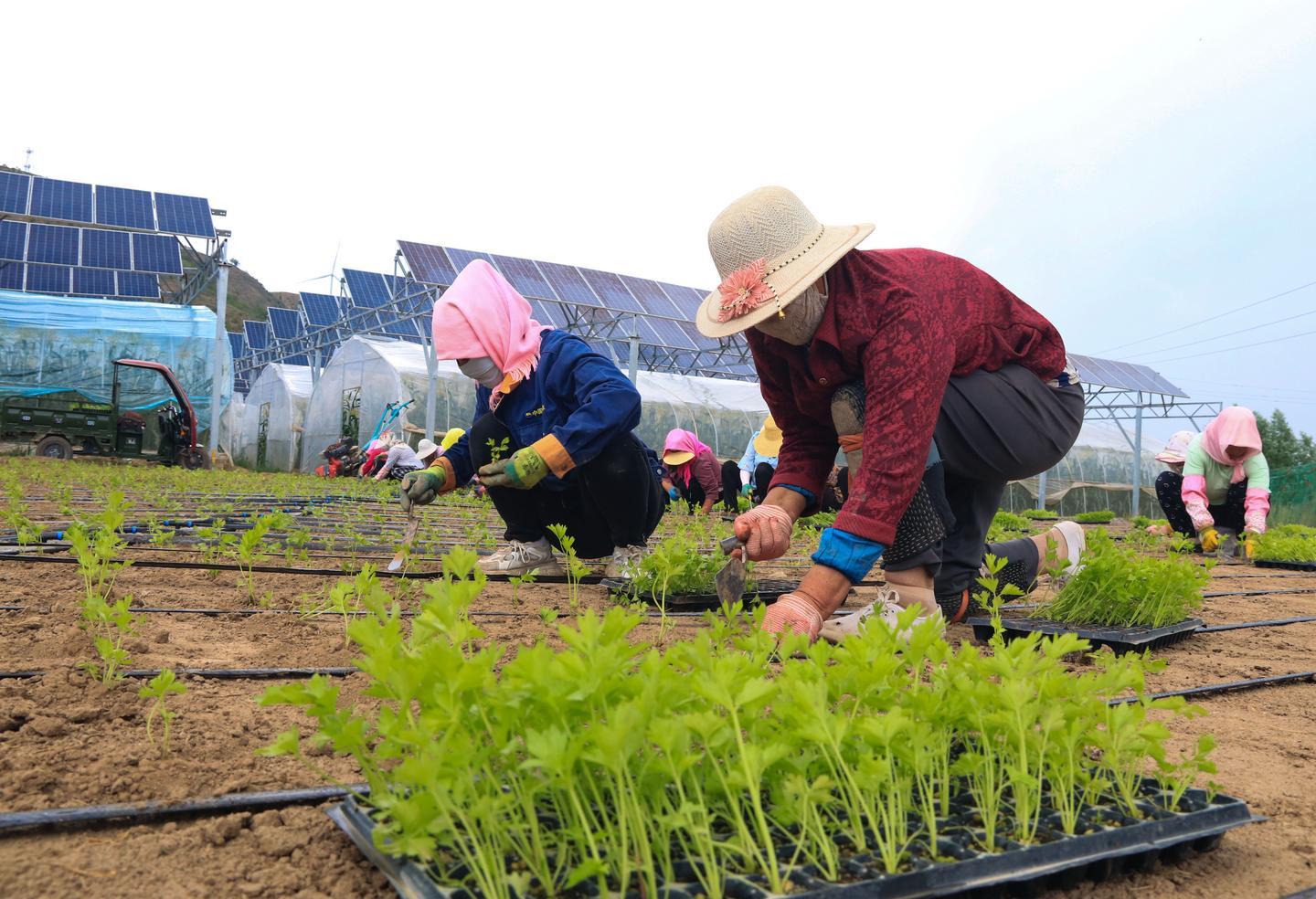 致富经返乡大学生种菠菜_种菠菜骗局_农民种菠菜