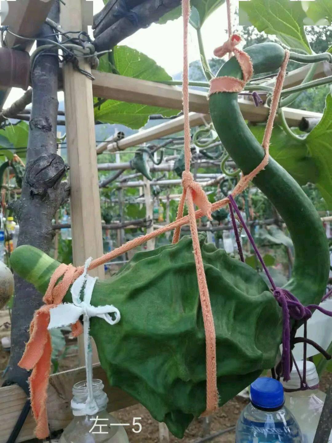 葫芦种植挣钱吗_靠种植葫芦致富_葫芦种植效益