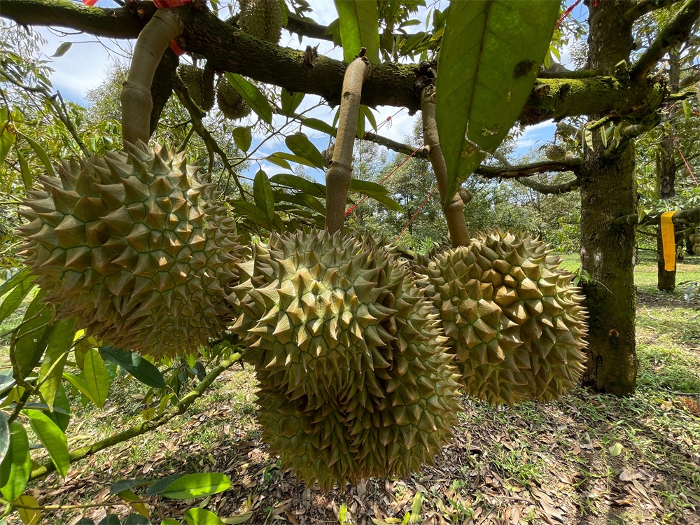 榴莲种植技术大全_种植榴莲大全技术视频_种植榴莲大全技术要求