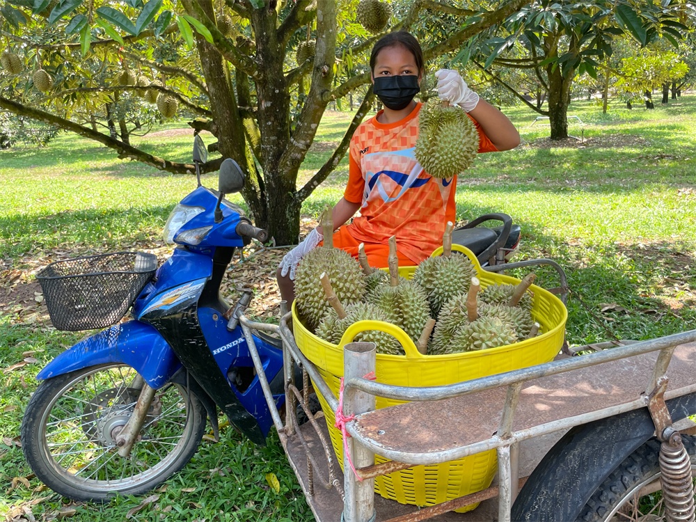 种植榴莲大全技术视频_种植榴莲大全技术要求_榴莲种植技术大全