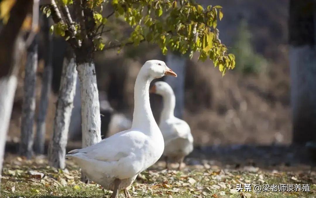 养鸡秘诀：养土鸡带几只大鹅，赚钱更轻松