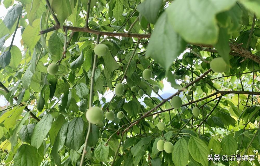 中草药养鸡致富经_致富经中药喂土鸡_中草药养殖土鸡的配方