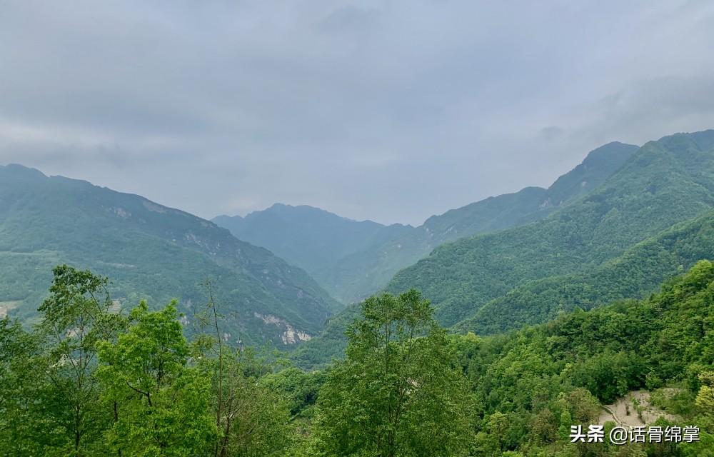 中草药养殖土鸡的配方_中草药养鸡致富经_致富经中药喂土鸡