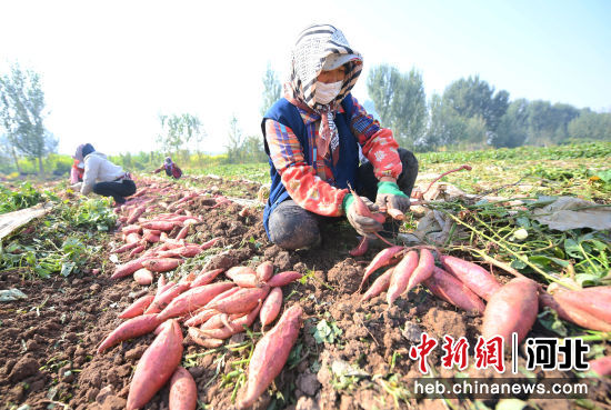 河北安次：红薯种植蹚出“甜蜜”致富路