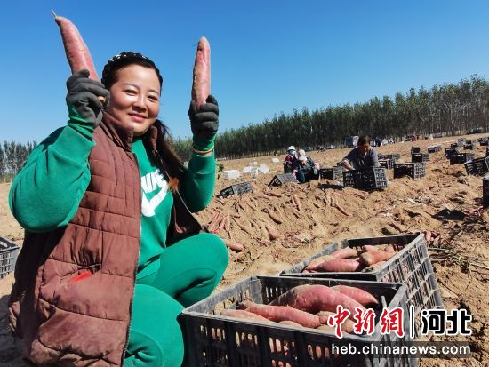 在廊坊市安次区农户的红薯地里，村民展示收获的红薯。 作者 杨佳琳