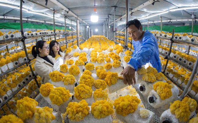 金耳种植走上致富路_金耳种植走上致富路_金耳种植走上致富路