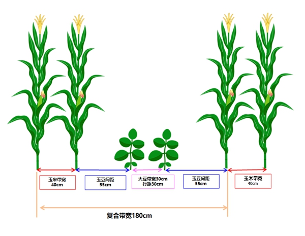 大棚豆角栽培技术_大棚豆角种植技术_大棚种植技术豆角视频