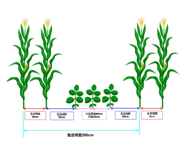 大棚种植技术豆角视频_大棚豆角种植技术_大棚豆角栽培技术