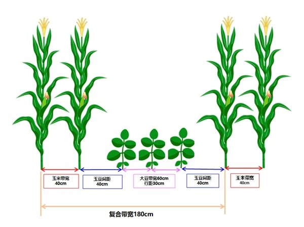 大棚豆角种植技术_大棚豆角栽培技术_大棚种植技术豆角视频