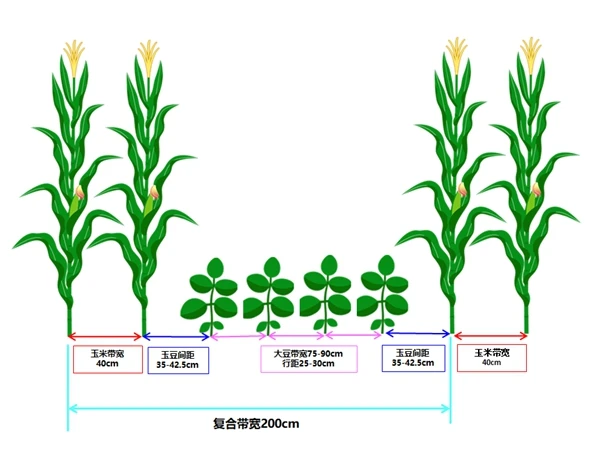 大棚豆角种植技术_大棚豆角栽培技术_大棚种植技术豆角视频