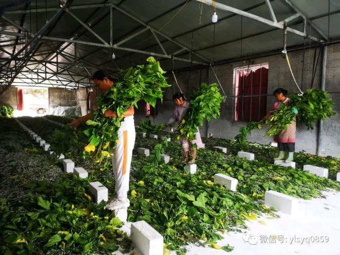 种植桑树有多大前景_龙桑苗价格_龙桑种植致富