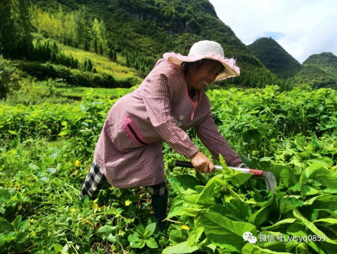 龙桑苗价格_种植桑树有多大前景_龙桑种植致富