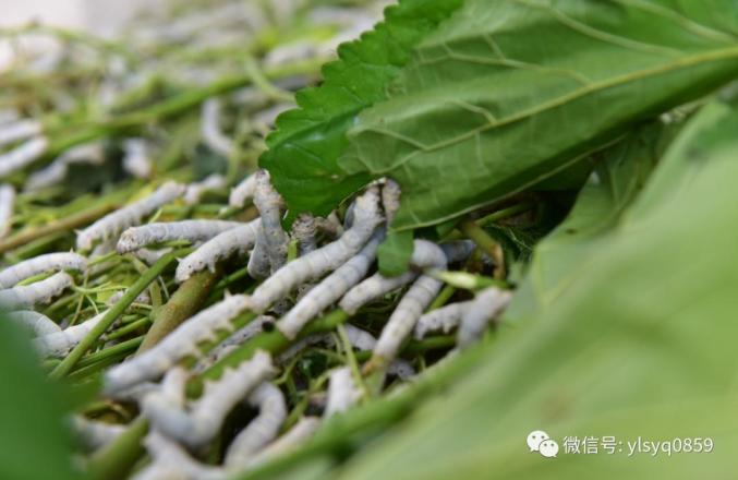 龙桑种植致富_种植桑树有多大前景_龙桑苗价格