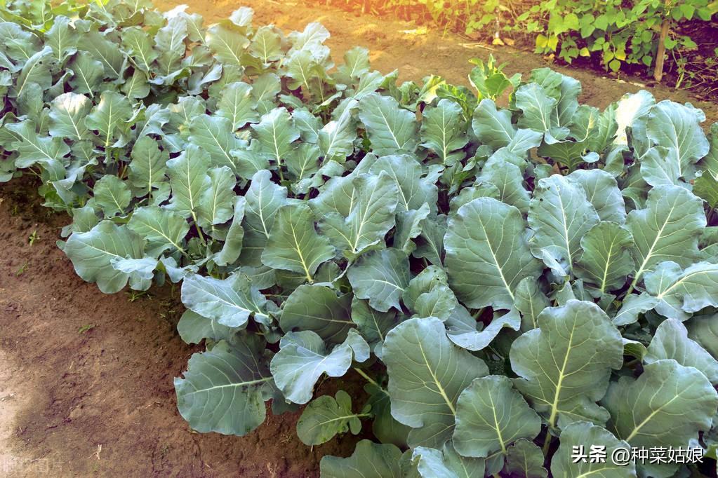 花椰菜种植技术视频_花椰菜种植_花椰菜的种植技术