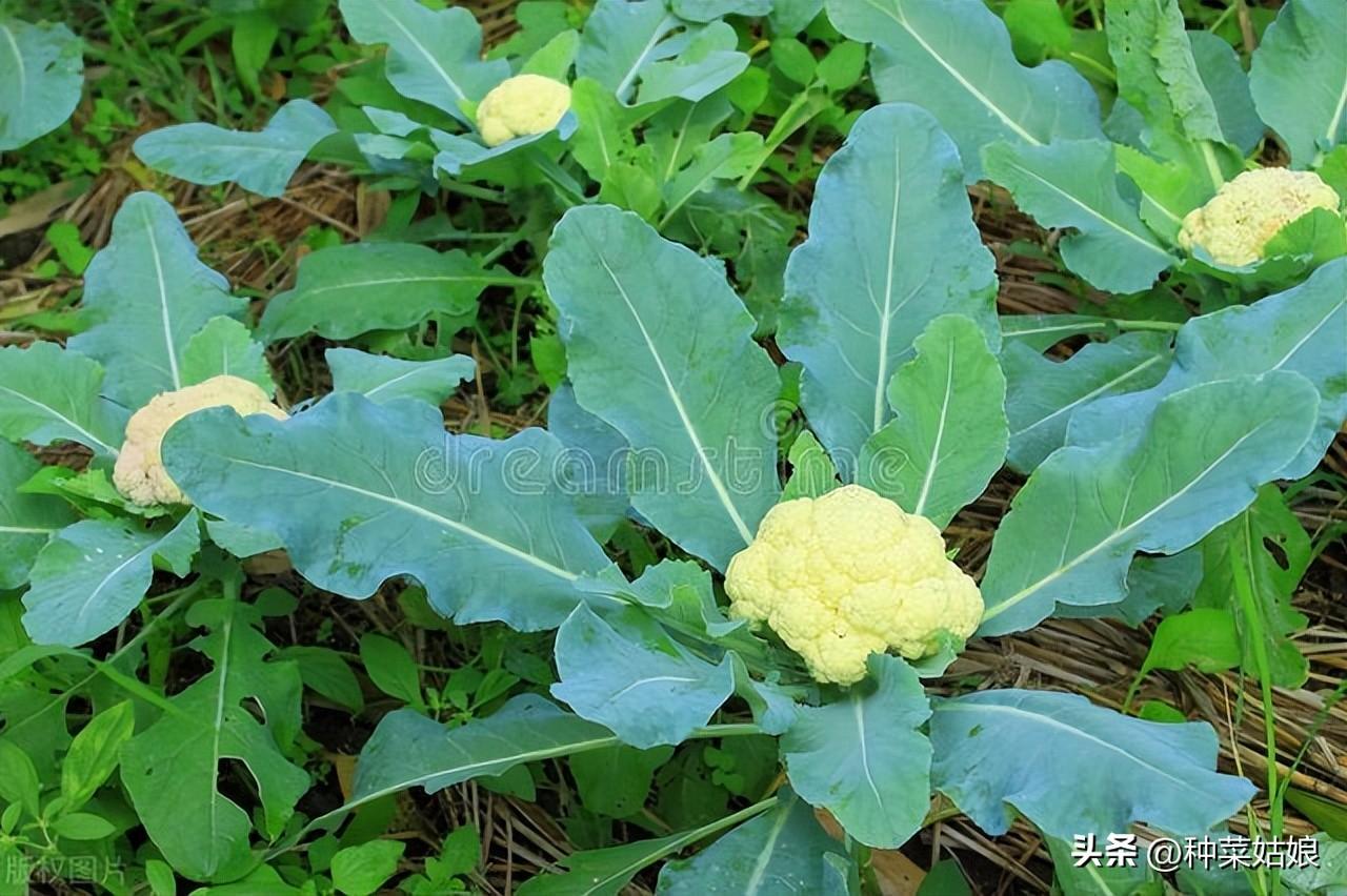 花椰菜种植_花椰菜种植技术视频_花椰菜的种植技术