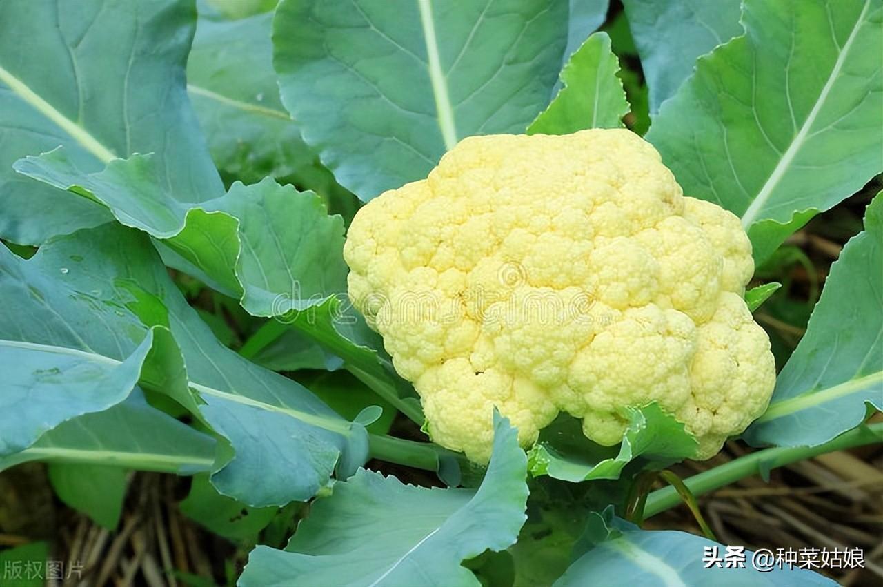 花椰菜种植_花椰菜的种植技术_花椰菜种植技术视频