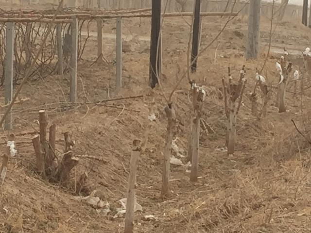 龙桑种植注意的问题_龙桑种植致富_致富经果桑种植视频