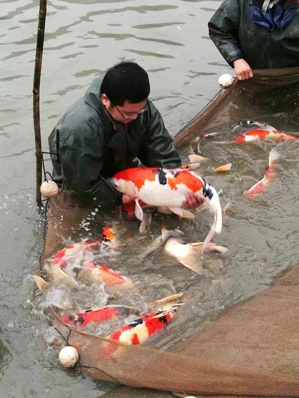 致富经视频锦鲤鱼_致富经锦鲤鱼_致富经锦鲤鱼养殖视频