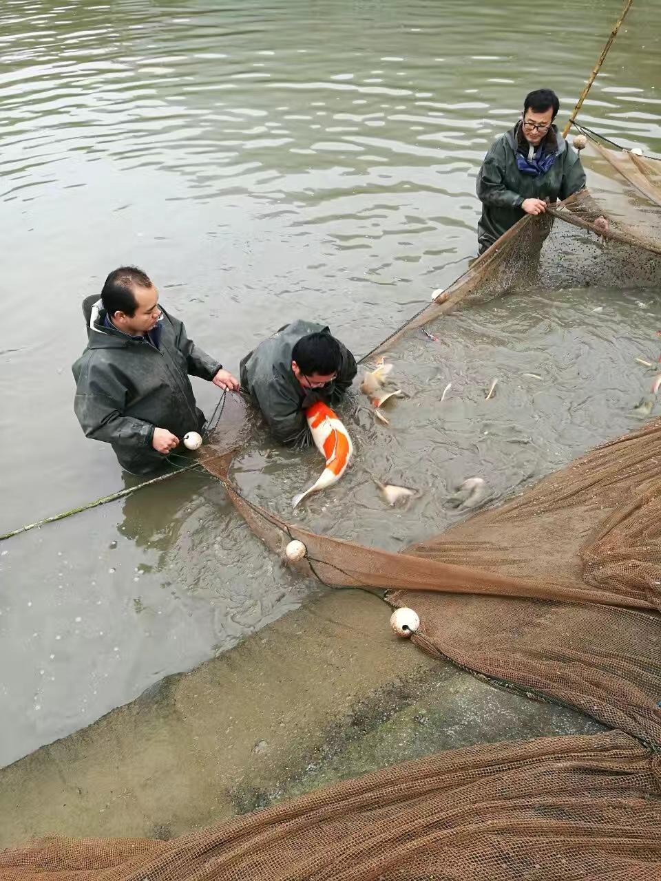 致富经视频锦鲤鱼_致富经锦鲤鱼养殖视频_致富经锦鲤鱼