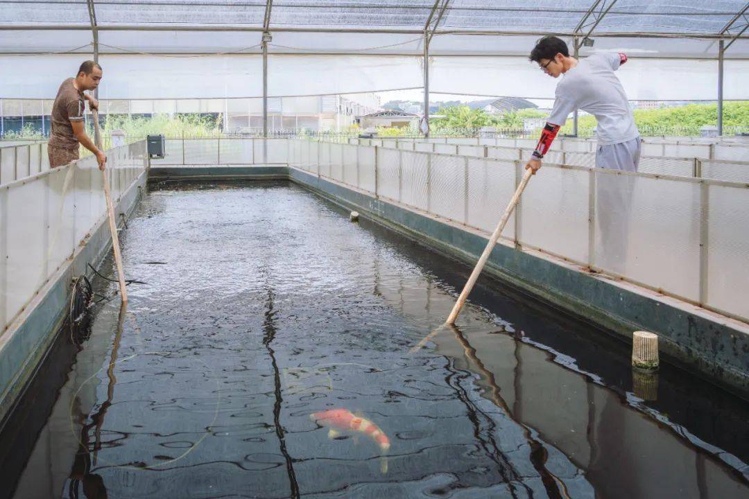 致富经锦鲤鱼_致富经视频锦鲤鱼_致富经锦鲤鱼养殖视频