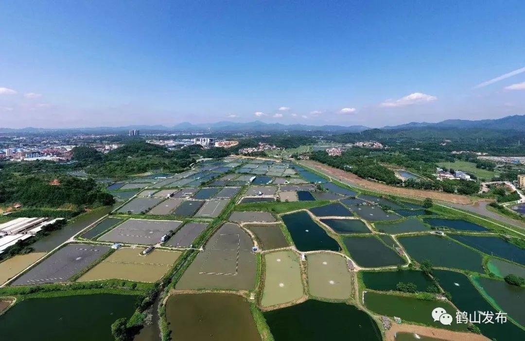 养殖脚鱼技术与管理_脚鱼养殖技术_养脚鱼致富