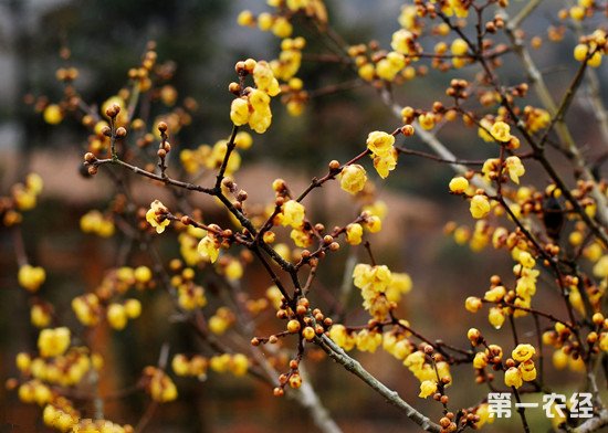 腊梅常见虫害有哪些？如何防治