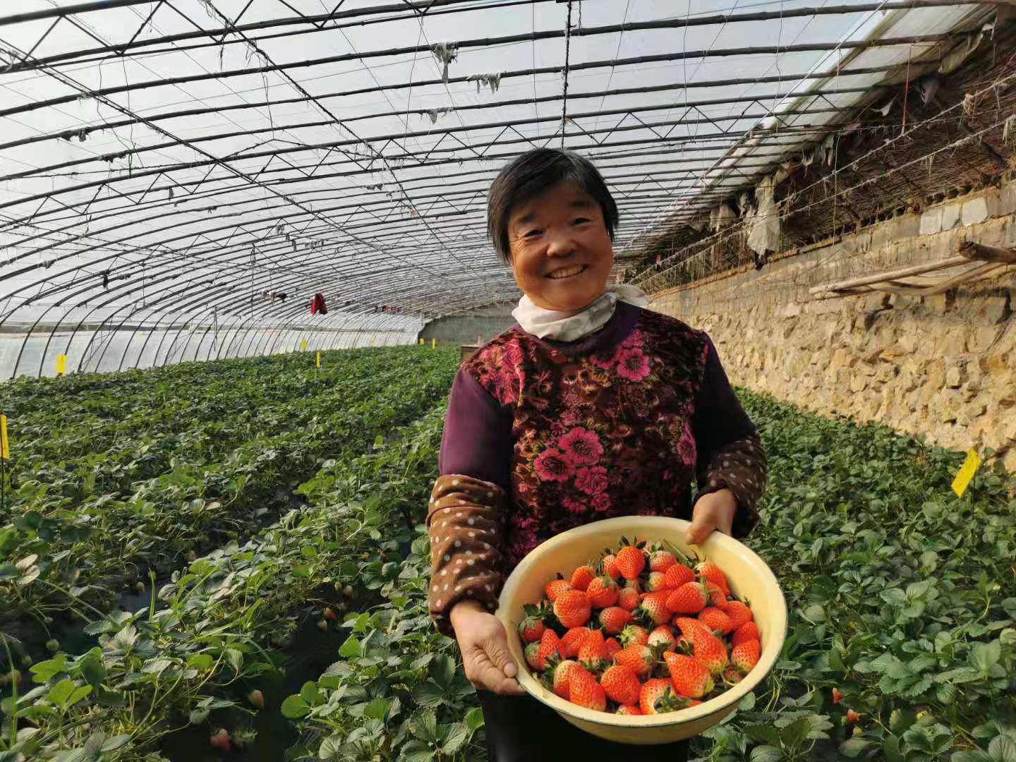 致富种植草莓图片_致富经草莓种植_致富种植草莓怎么样