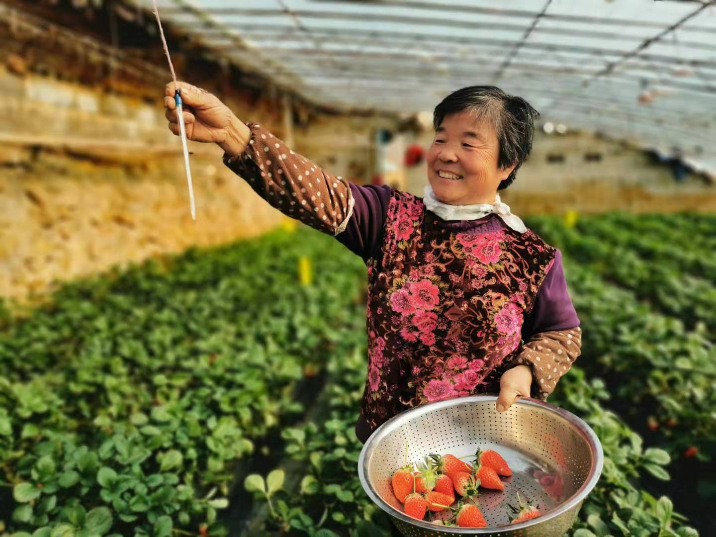 致富种植草莓怎么样_致富经草莓种植_致富种植草莓图片