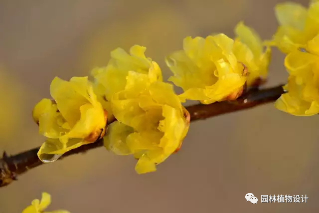 各种室内花卉种植技术_花卉室内种植技术有哪些_室内花卉栽培要点