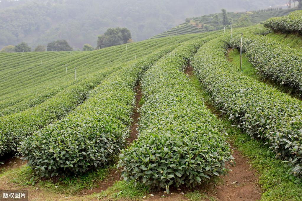 茶叶种植现代技术是指什么_现代茶叶种植技术是什么_茶叶种植现代技术是什么专业