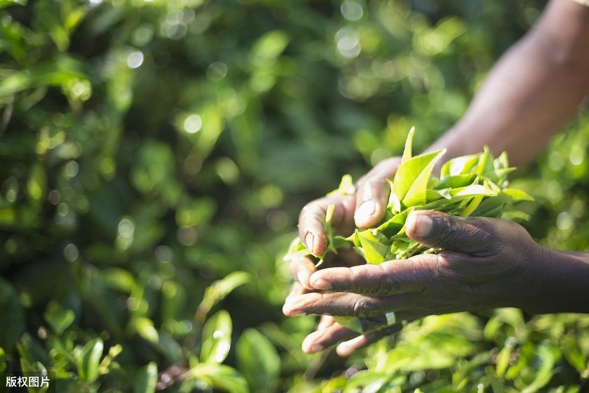 现代茶叶种植技术是什么_茶叶种植现代技术是什么专业_茶叶种植现代技术是指什么