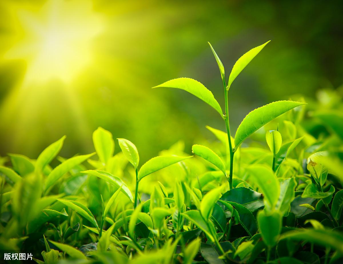 茶叶种植现代技术是什么专业_茶叶种植现代技术是指什么_现代茶叶种植技术是什么